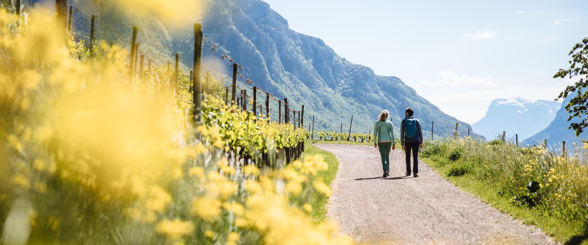 Der Blauburgunderweg